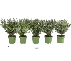 Dehner Laubgehölze|Heckenpflanzen - 1 Meter Berg-Ilex 'Glory Gem', 5 x ca. 35 cm Dunkelgrün