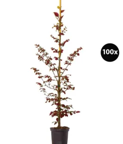 Dehner 20 Meter Blutbuche ‘Purpurea‘, 100 x 100-125 cm Dunkelrot Outlet