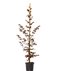 Dehner 20 Meter Blutbuche ‘Purpurea‘, 100 x 100-125 cm Dunkelrot Outlet