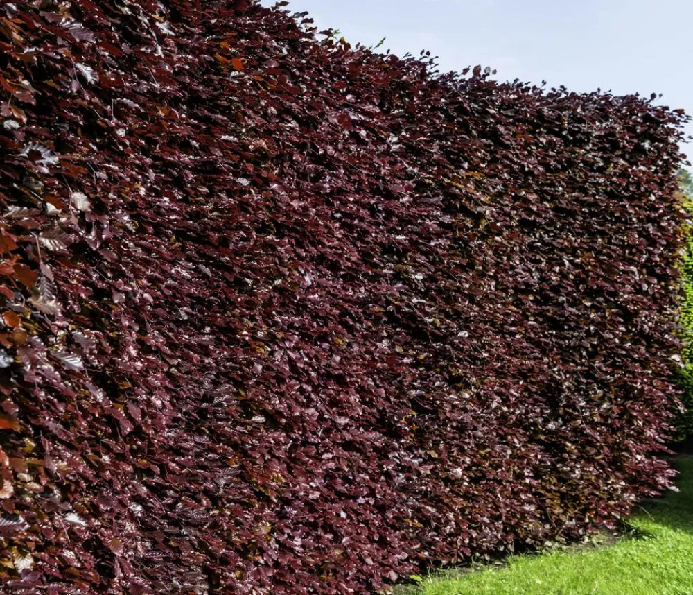 Dehner 20 Meter Blutbuche ‘Purpurea‘, 100 x 100-125 cm Dunkelrot Outlet