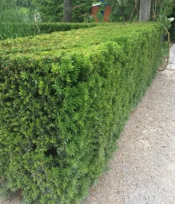 Dehner Heckenpflanzen - 5 Meter Europäische Eibe, 10 x ca. 125-150 cm Dunkelgrün