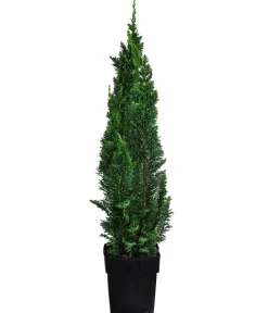 Dehner Heckenpflanzen|Koniferen - 1-1,5 Meter Gartenzypresse 'Little Spire', 5x ca. 30 cm Dunkelgrün