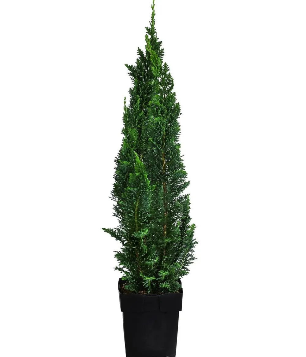 Dehner Heckenpflanzen|Koniferen - 1-1,5 Meter Gartenzypresse 'Little Spire', 5x ca. 30 cm Dunkelgrün