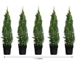 Dehner Heckenpflanzen|Koniferen - 1-1,5 Meter Gartenzypresse 'Little Spire', 5x ca. 30 cm Dunkelgrün