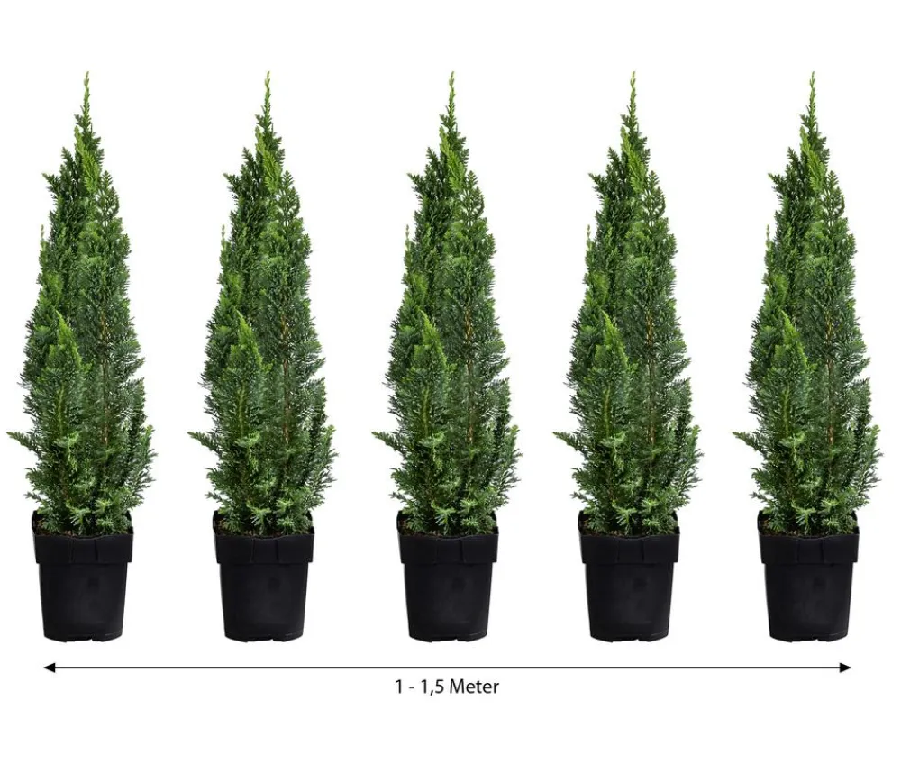 Dehner Heckenpflanzen|Koniferen - 1-1,5 Meter Gartenzypresse 'Little Spire', 5x ca. 30 cm Dunkelgrün