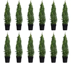 Dehner Heckenpflanzen|Koniferen - 2-3 Meter Gartenzypresse 'Little Spire', 10 x ca. 30 cm Dunkelgrün