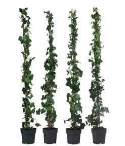 Dehner Laubgehölze|Vogelschutzhecken > 1 Meter Großblättriger Efeu 'Hibernica', 4 x ca. 120 cm
