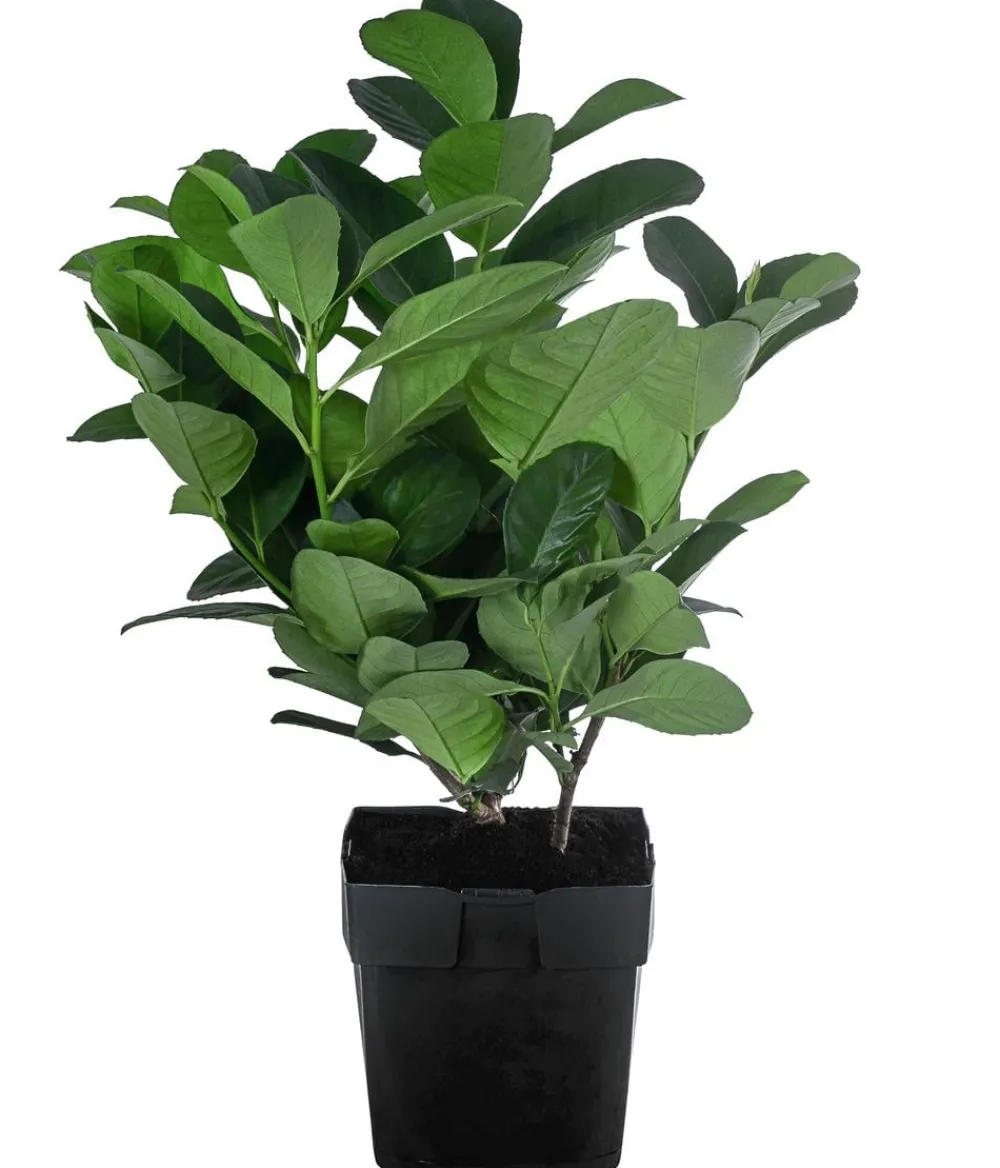 Dehner Laubgehölze|Heckenpflanzen - 2-3 Meter Kirschlorbeer 'Etna', 10 x ca. 20-30 cm Dunkelgrün