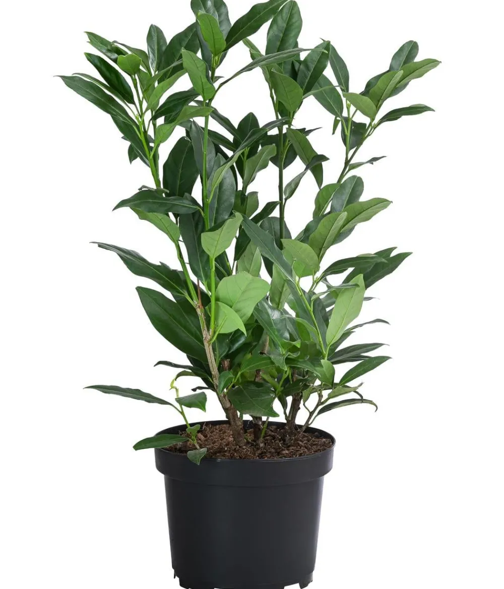 Dehner Laubgehölze|Heckenpflanzen > 2-3 Meter Kirschlorbeer 'Herbergii', 10 x ca. 60-70 cm