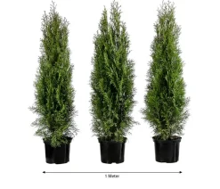 Dehner Heckenpflanzen|Koniferen > 1 Meter Lebensbaum 'Smaragd', 3 x ca. 80-100 cm