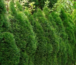 Dehner Heckenpflanzen|Koniferen > 20 Meter Lebensbaum 'Smaragd', 80 x ca. 40-60 cm