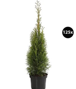 Dehner Heckenpflanzen|Koniferen > 31 Meter Lebensbaum 'Smaragd', 125 x ca. 40-60 cm