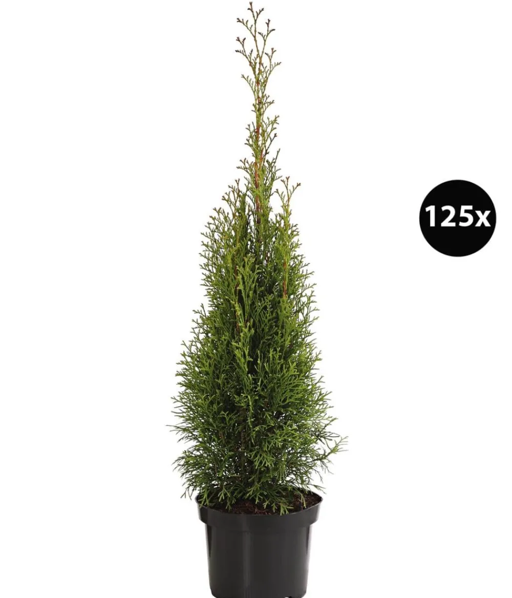 Dehner Heckenpflanzen|Koniferen > 31 Meter Lebensbaum 'Smaragd', 125 x ca. 40-60 cm