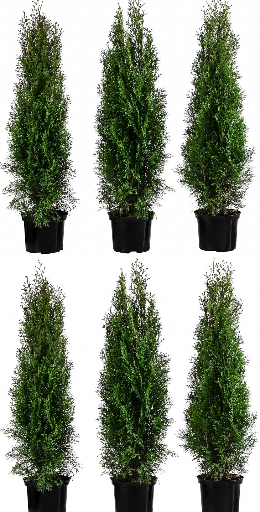 Dehner 2 Meter Lebensbaum 'Smaragd', 6 x ca. 80-100 cm Dunkelgrün Outlet
