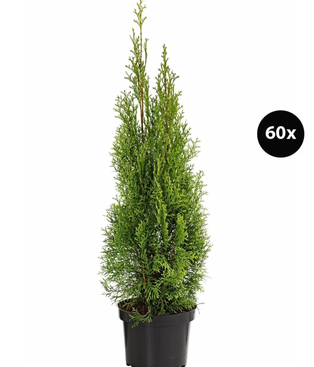 Dehner Heckenpflanzen|Koniferen - 18 Meter Lebensbaum 'Smaragd', 60 x ca. 60-80 cm Dunkelgrün