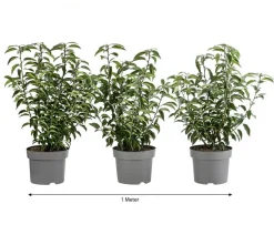 Dehner Laubgehölze|Heckenpflanzen - 1 Meter Portugiesischer Kirschlorbeer 'Angustifolia', 3 x ca. 40-60 cm Dunkelgrün