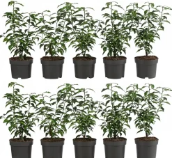 Dehner 2-3 Meter Portugiesischer Kirschlorbeer 'Angustifolia', 10 x ca. 30-35 cm Dunkelgrün Outlet