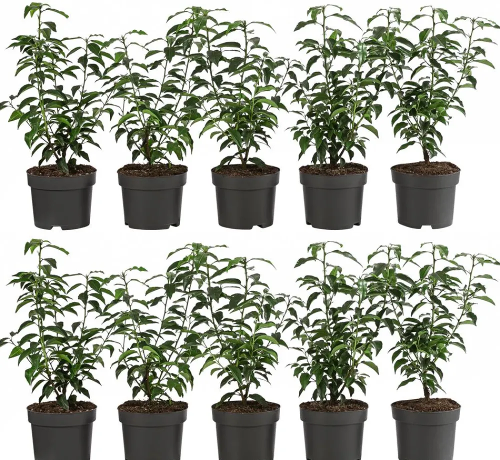 Dehner 2-3 Meter Portugiesischer Kirschlorbeer 'Angustifolia', 10 x ca. 30-35 cm Dunkelgrün Outlet