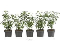 Dehner 1-1,5 Meter Portugiesischer Kirschlorbeer 'Angustifolia', 5 x ca. 30-35 cm Dunkelgrün