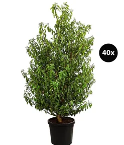 Dehner 15 Meter Portugiesischer Kirschlorbeer 'Angustifolia', 40 x ca. 80-100 cm Grün Discount