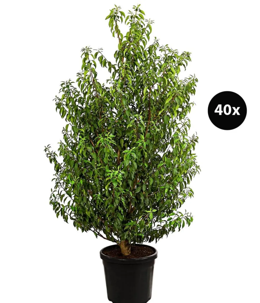 Dehner 15 Meter Portugiesischer Kirschlorbeer 'Angustifolia', 40 x ca. 80-100 cm Grün Discount
