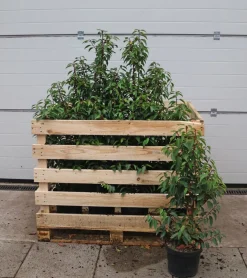 Dehner 15 Meter Portugiesischer Kirschlorbeer 'Angustifolia', 40 x ca. 80-100 cm Grün Discount
