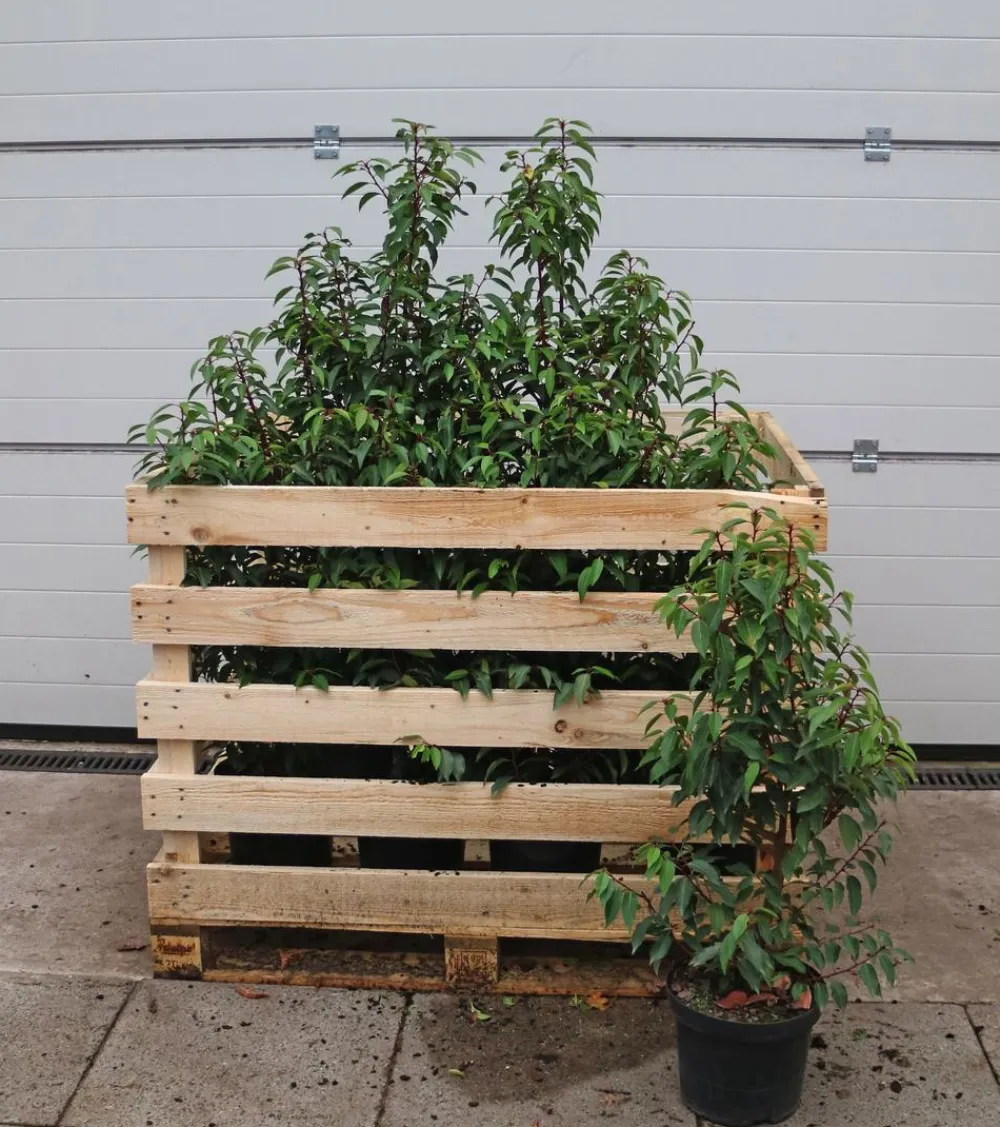 Dehner 15 Meter Portugiesischer Kirschlorbeer 'Angustifolia', 40 x ca. 80-100 cm Grün Discount