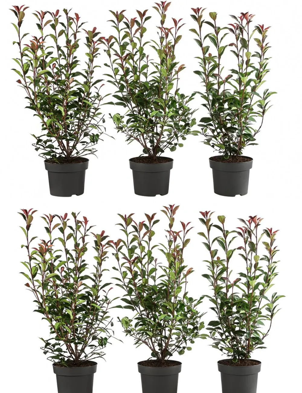 Dehner Laubgehölze|Heckenpflanzen > 2 Meter Purpur-Glanzmispel 'Carre Rouge', 6 x ca. 40-60 cm