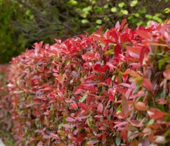 Dehner Laubgehölze|Heckenpflanzen > 2-3 Meter Purpur-Glanzmispel 'Carre Rouge', 10 x ca. 20-35 cm