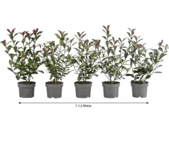 Dehner Laubgehölze|Heckenpflanzen - 1-1,5 Meter Purpur-Glanzmispel 'Carre Rouge', 5 x ca. 20-35 cm