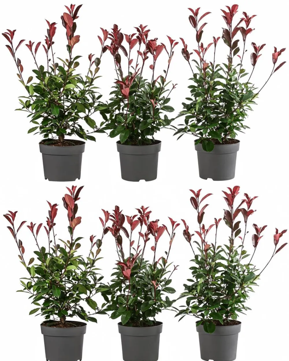 Dehner Laubgehölze|Heckenpflanzen > 2 Meter Purpur-Glanzmispel 'Red Robin', 6 x ca. 40-60 cm