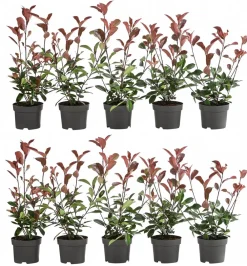 Dehner 2-3 Meter Purpur-Glanzmispel 'Red Robin', 10 x ca. 20-35 cm Hot