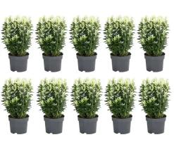 Dehner Laubgehölze|Heckenpflanzen > 2 Meter Spindelstrauch 'Paloma Blanca', 10 x ca. 20-30 cm