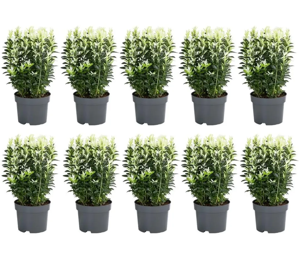 Dehner Laubgehölze|Heckenpflanzen > 2 Meter Spindelstrauch 'Paloma Blanca', 10 x ca. 20-30 cm
