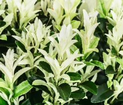 Dehner Laubgehölze|Heckenpflanzen > 2 Meter Spindelstrauch 'Paloma Blanca', 10 x ca. 20-30 cm