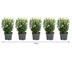 Dehner Laubgehölze|Heckenpflanzen > 1 Meter Spindelstrauch 'Paloma Blanca', 5 x ca. 20-30 cm