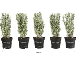 Dehner 1 Meter Spindelstrauch 'White Spire', 5 x ca. 40-45 cm Clearance