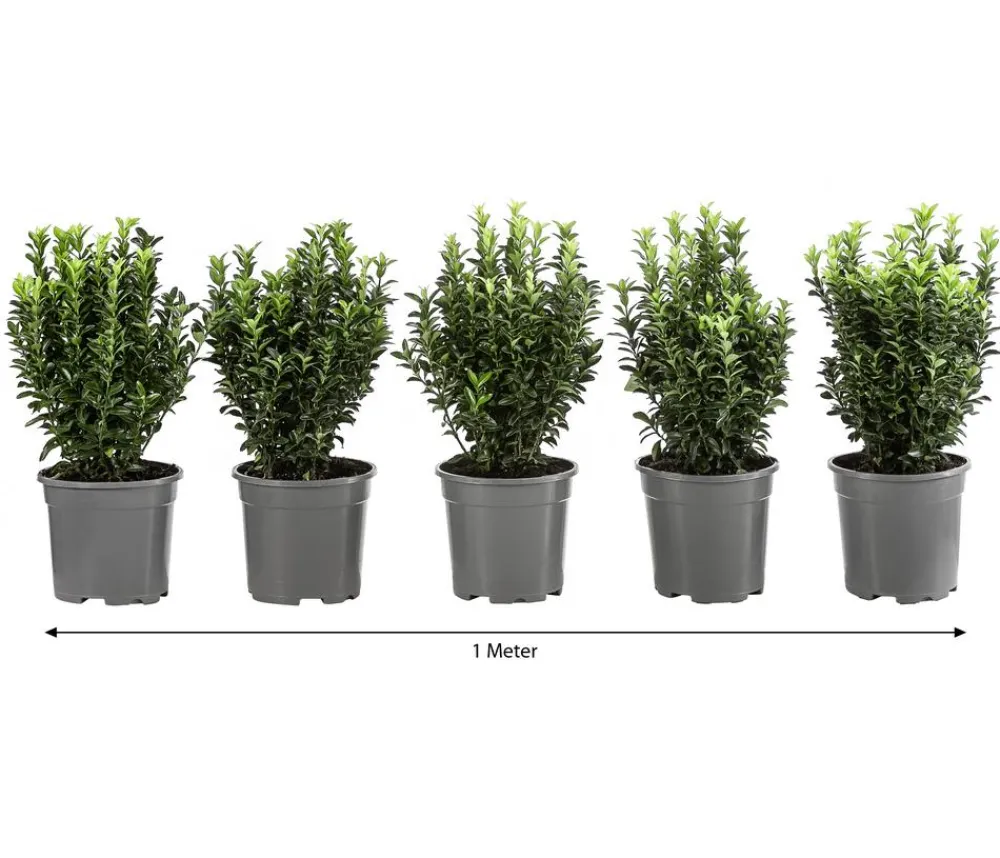Dehner Laubgehölze|Heckenpflanzen > 1 Meter Säulen-Spindelstrauch 'Green Rocket', 5 x ca. 25 cm