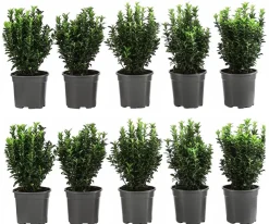 Dehner 2 Meter Säulen-Spindelstrauch 'Green Rocket', 10 x ca. 25 cm Discount