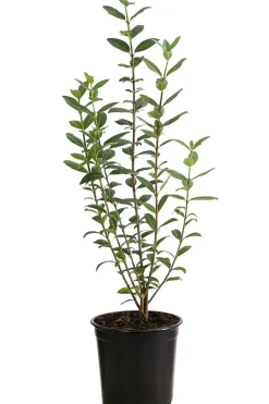 Dehner Laubgehölze|Heckenpflanzen > 1-1,5 Meter Winterer Liguster 'Atrovirens', 5 x ca. 30-35 cm
