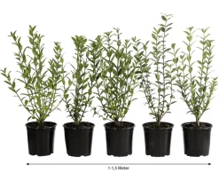 Dehner Laubgehölze|Heckenpflanzen > 1-1,5 Meter Winterer Liguster 'Atrovirens', 5 x ca. 30-35 cm