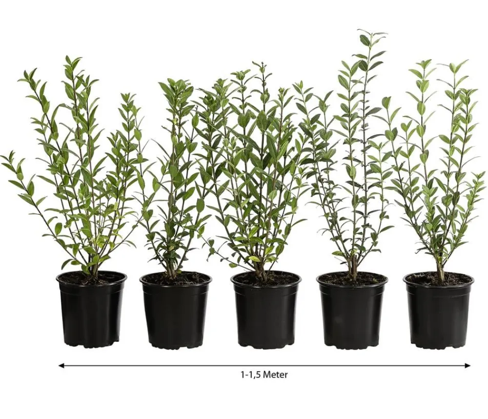 Dehner Laubgehölze|Heckenpflanzen > 1-1,5 Meter Winterer Liguster 'Atrovirens', 5 x ca. 30-35 cm