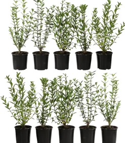 Dehner 2-3 Meter Winterer Liguster 'Atrovirens', 10 x ca. 30-35 cm Grün Discount