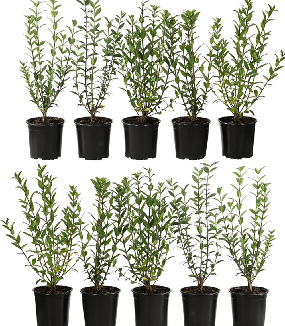 Dehner 2-3 Meter Winterer Liguster 'Atrovirens', 10 x ca. 30-35 cm Grün Discount
