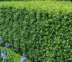 Dehner Laubgehölze|Heckenpflanzen - 6 Meter Wintergrüner Liguster 'Atrovirens', 12 x ca. 150-175 cm Dunkelgrün