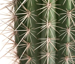 Dehner Kakteen - Mexikanischer Kandelaberkaktus - Pachycereus pringlei