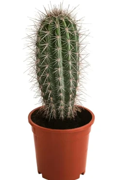 Dehner Kakteen - Mexikanischer Kandelaberkaktus - Pachycereus pringlei