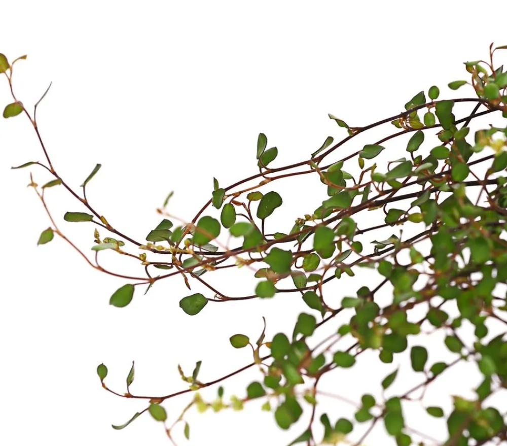 Herbstzauber Mühlenbeckia, kleinblättrig Outlet