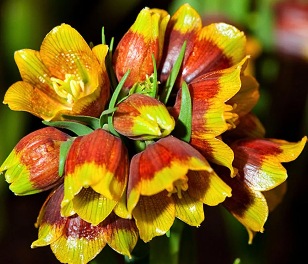 Dehner Aqua Steingartenstauden|Gartenteich·TeichPflanzen > Michailovskyi-Schachbrettblume