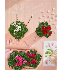 Dehner Grabschmuck & Grabgestaltung > Midi Alpenveilchen, verschiedene Farben